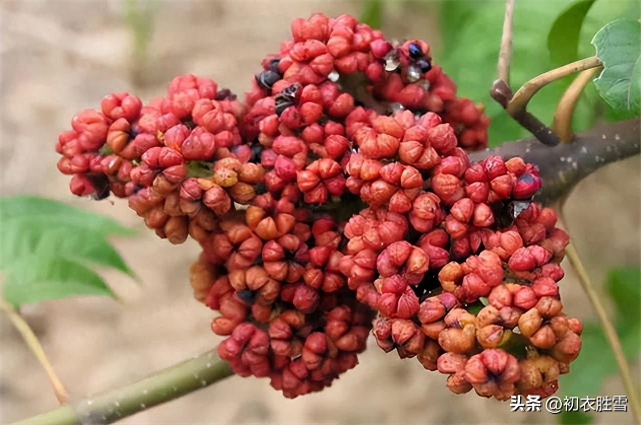 关于重阳节诗词古句（辟恶茱萸囊，延年菊花酒）