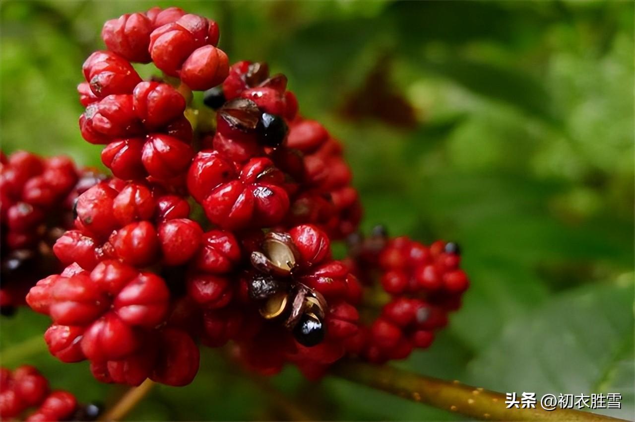 关于重阳节诗词古句（辟恶茱萸囊，延年菊花酒）