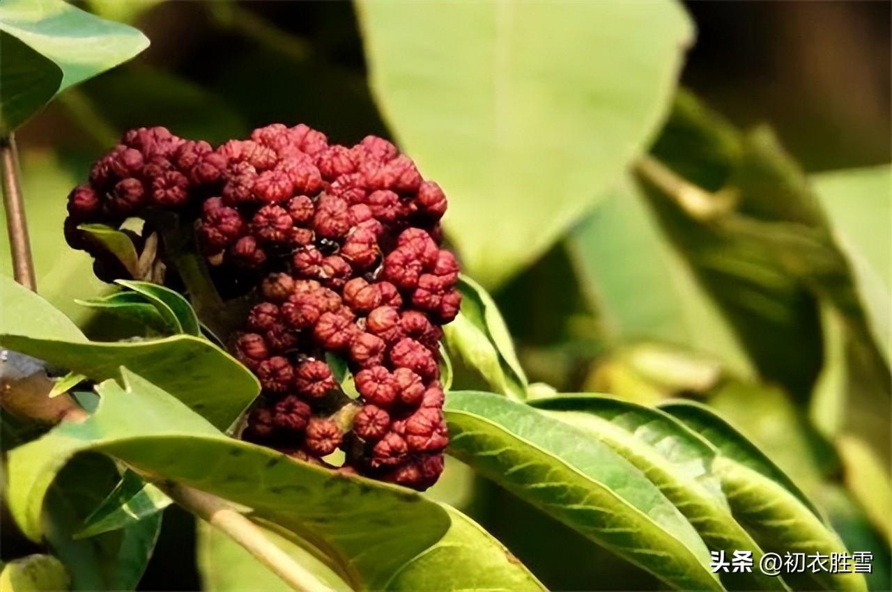 关于重阳节诗词古句（辟恶茱萸囊，延年菊花酒）