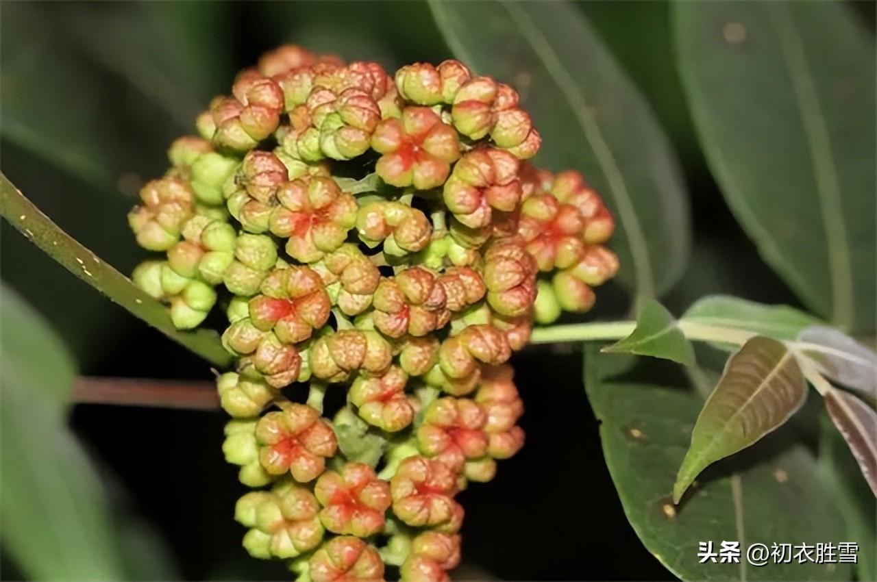 关于重阳节诗词古句（辟恶茱萸囊，延年菊花酒）