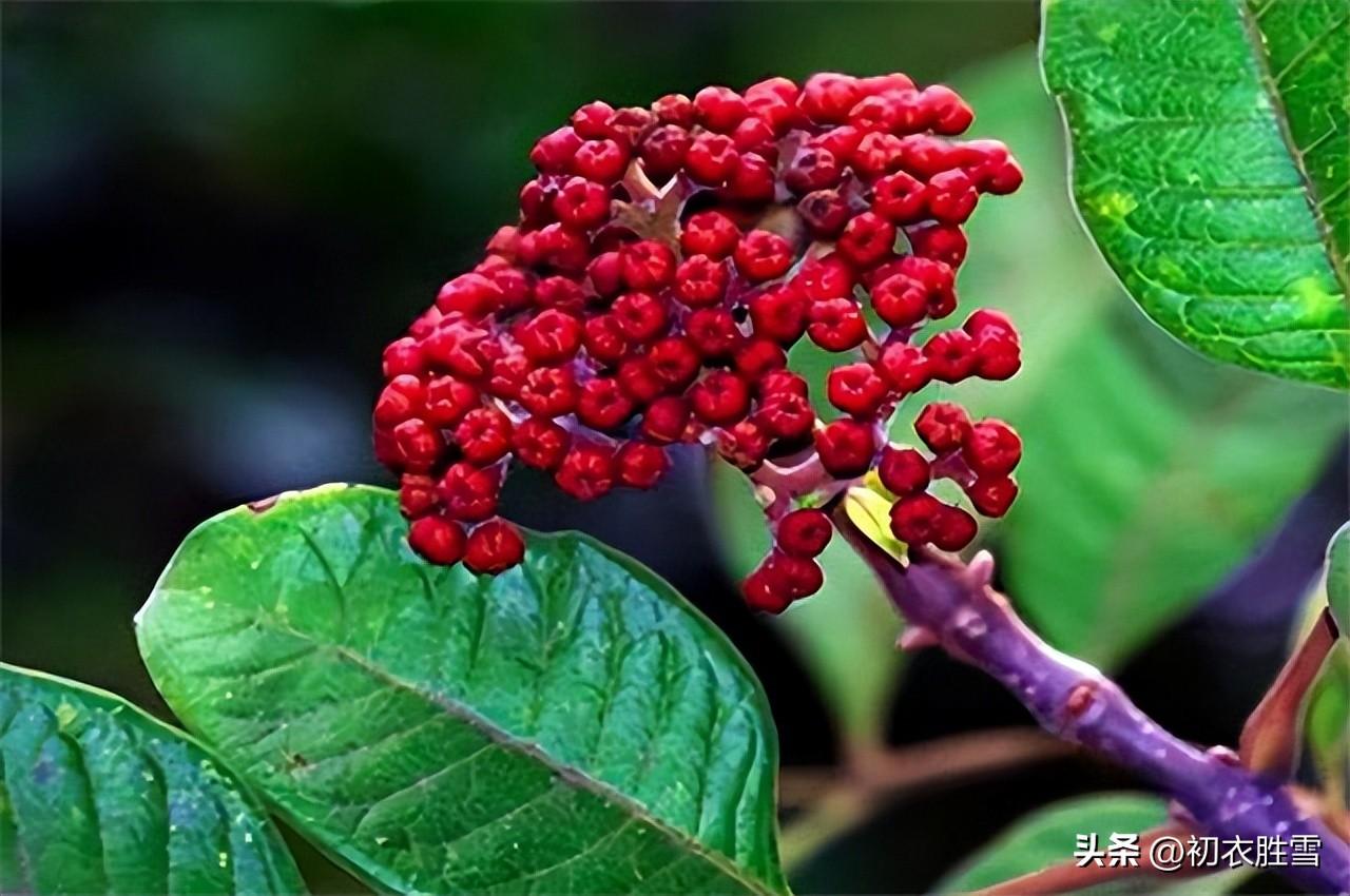 关于重阳节诗词古句（辟恶茱萸囊，延年菊花酒）