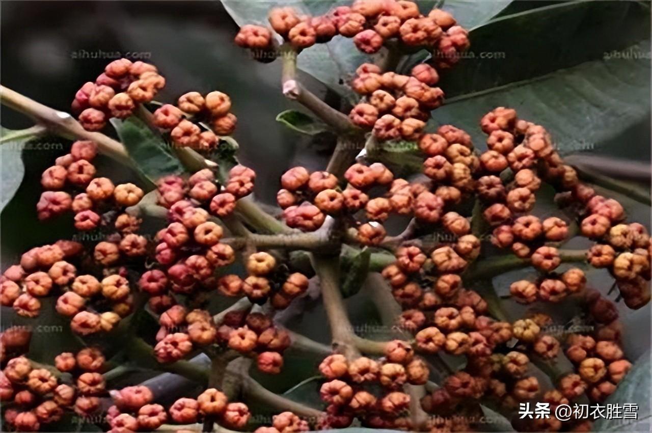 关于重阳节诗词古句（辟恶茱萸囊，延年菊花酒）