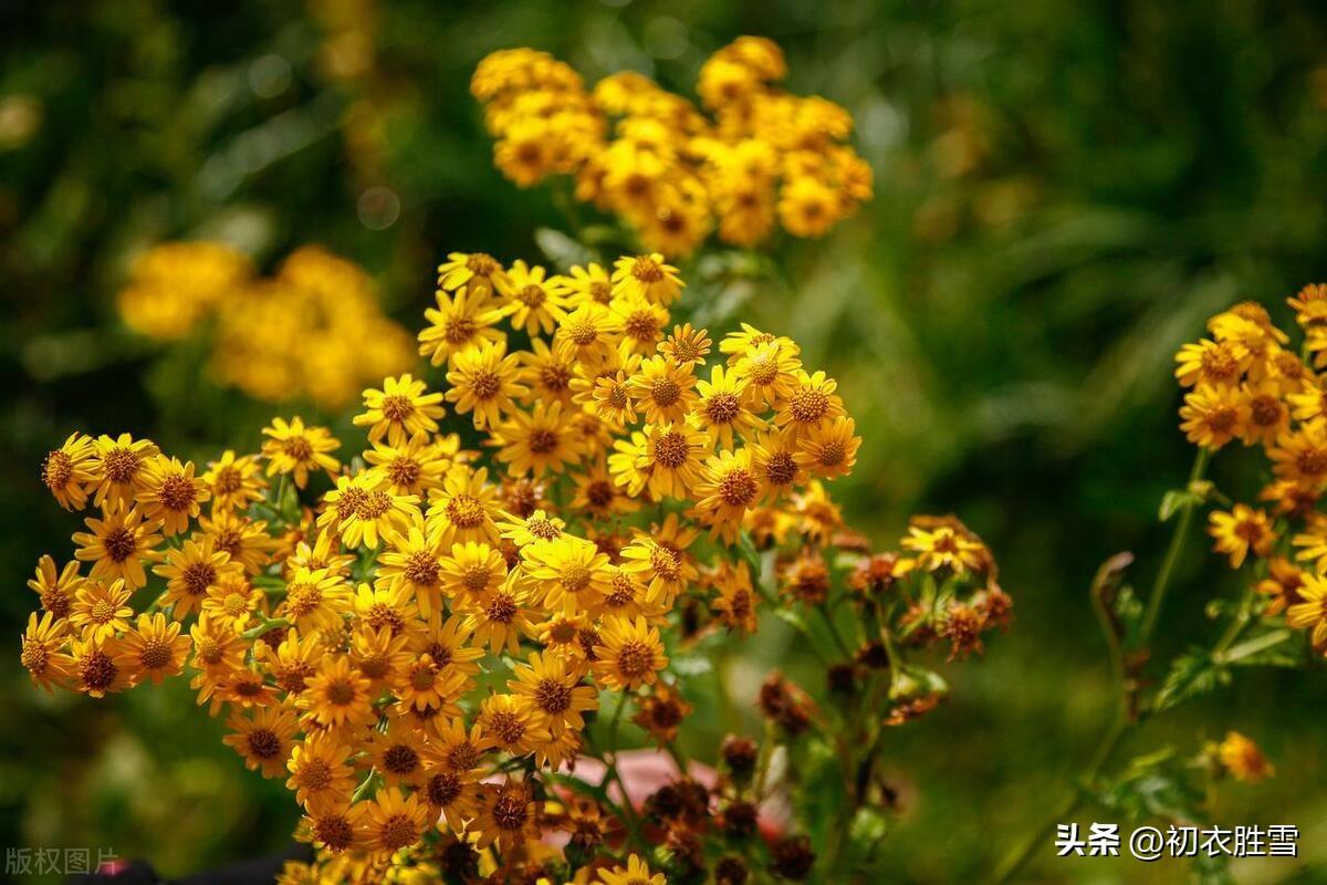 重阳节诗词古句精选（汉崇上巳， 晋纪重阳）