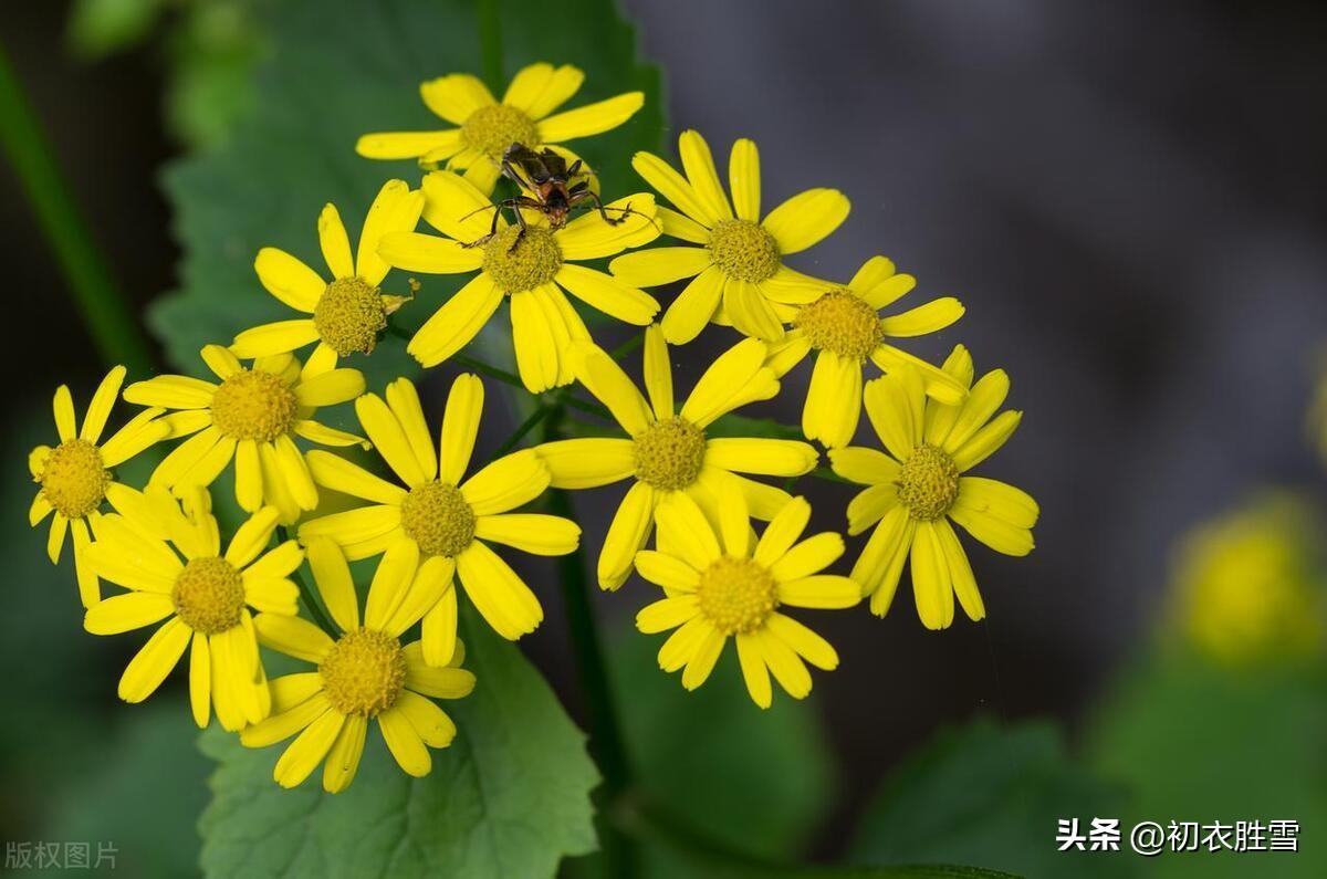 重阳节诗词古句精选（汉崇上巳， 晋纪重阳）