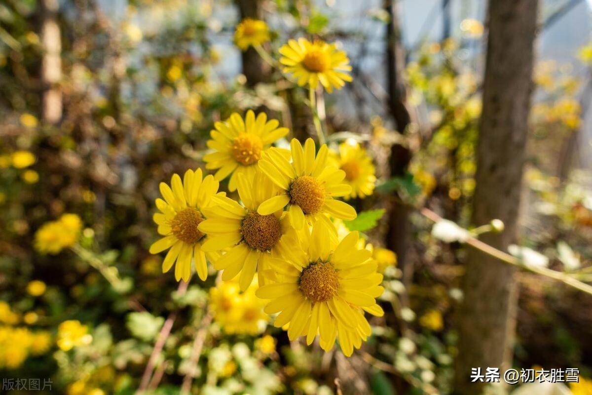 ​野菊古诗六首鉴赏（野菊小于铃，参差似列星）