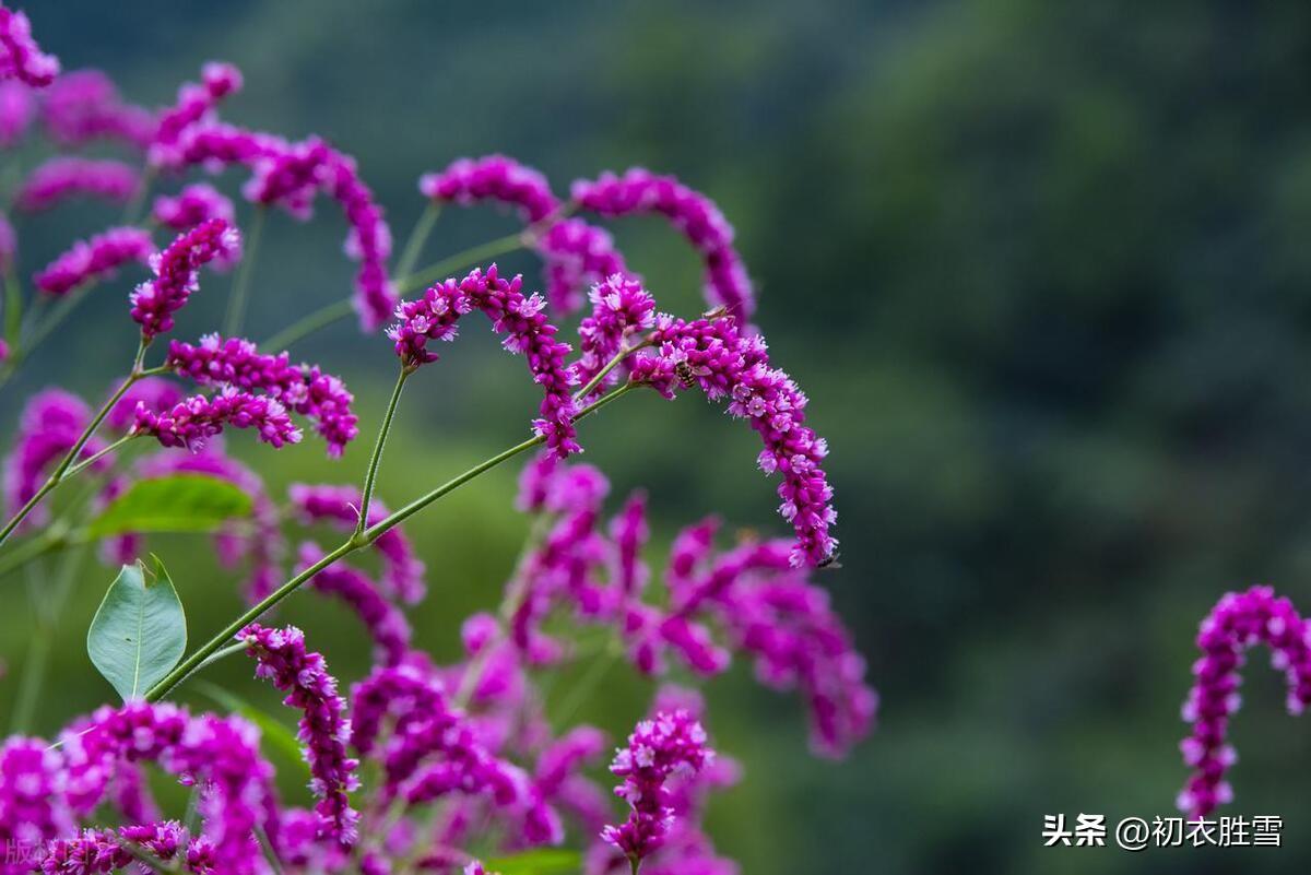 日日露荷凋绿扇，庭院碧苔红叶遍（​晏几道蕴藉秋词三首）