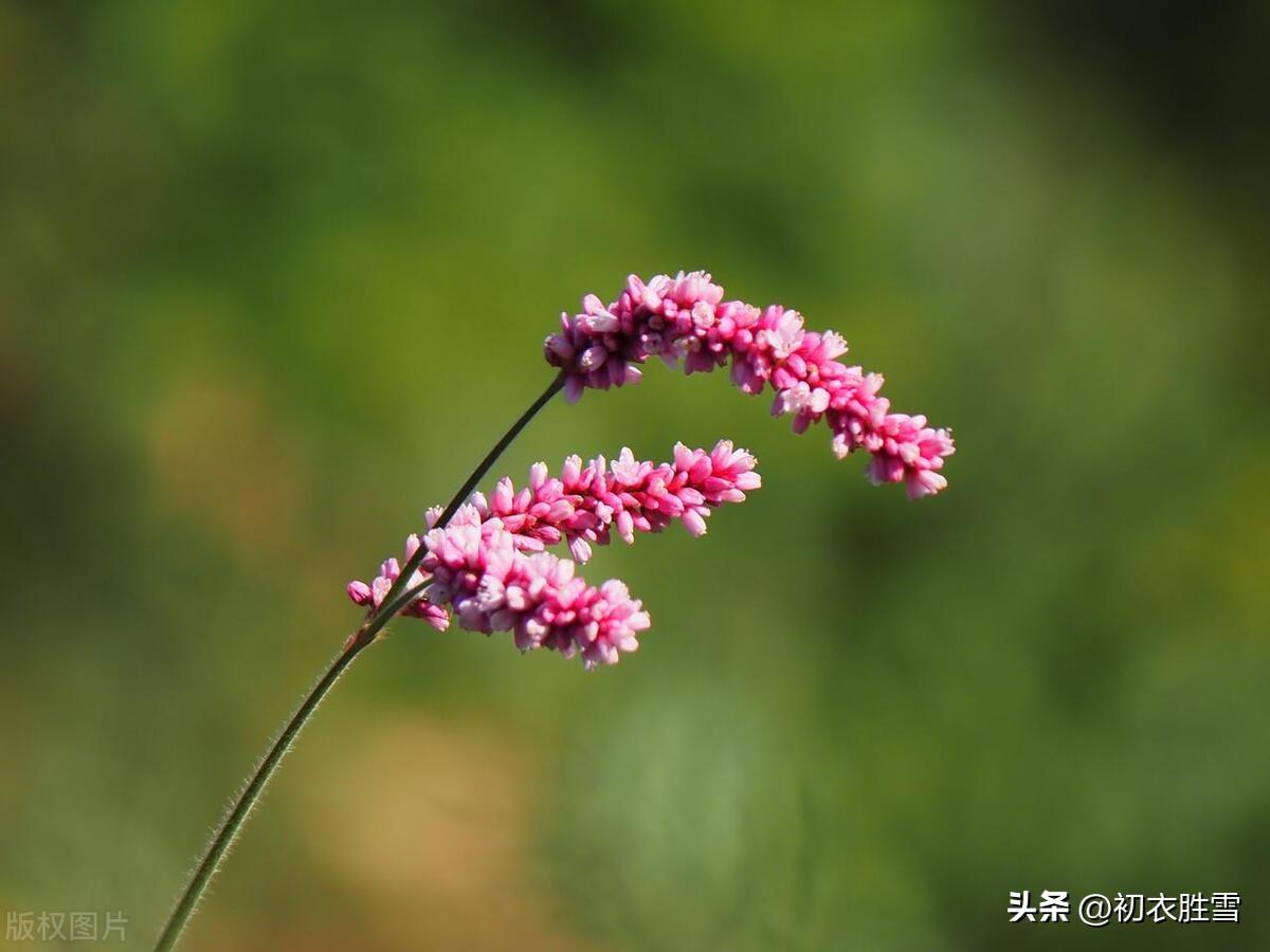 日日露荷凋绿扇，庭院碧苔红叶遍（​晏几道蕴藉秋词三首）