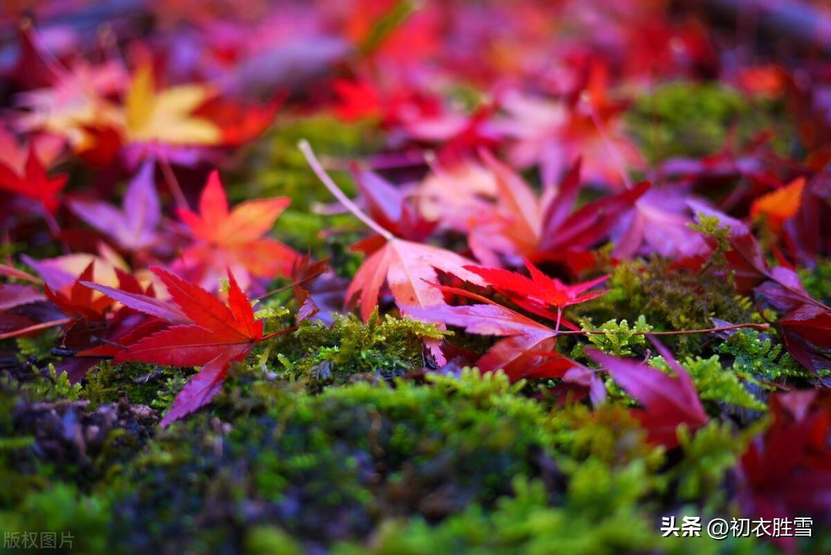 日日露荷凋绿扇，庭院碧苔红叶遍（​晏几道蕴藉秋词三首）