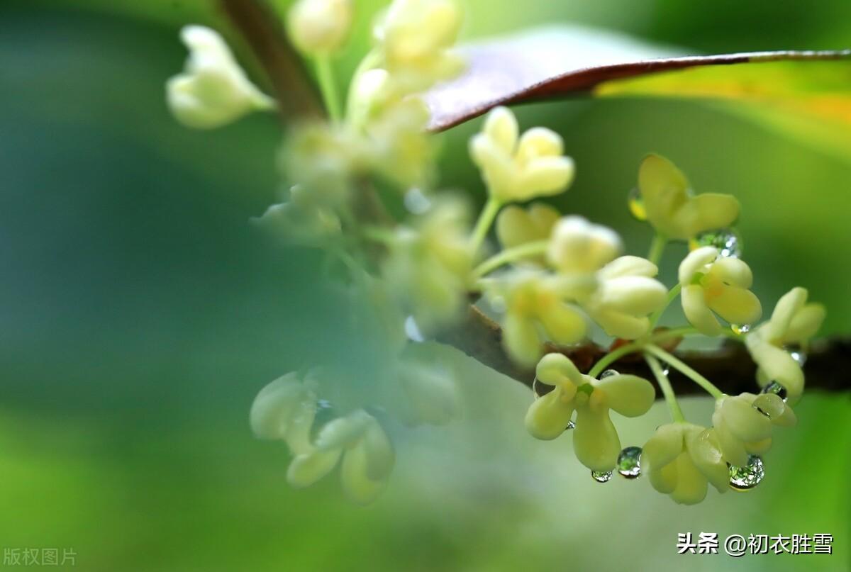 秋天明月经典诗词（秋露清秋节三首秋词）