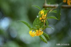 桂花香经典诗词五首（木樨香里道心清，桂花香里看唐诗）