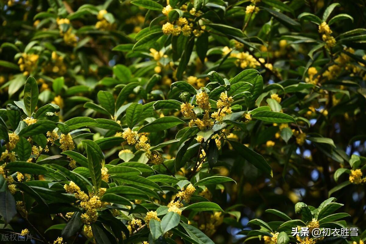 桂花香经典诗词五首（木樨香里道心清，桂花香里看唐诗）