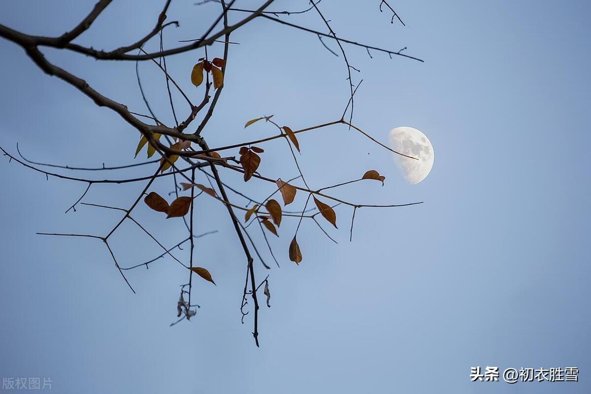 秋月经典夜诗词鉴赏（八月秋月诗词六首）