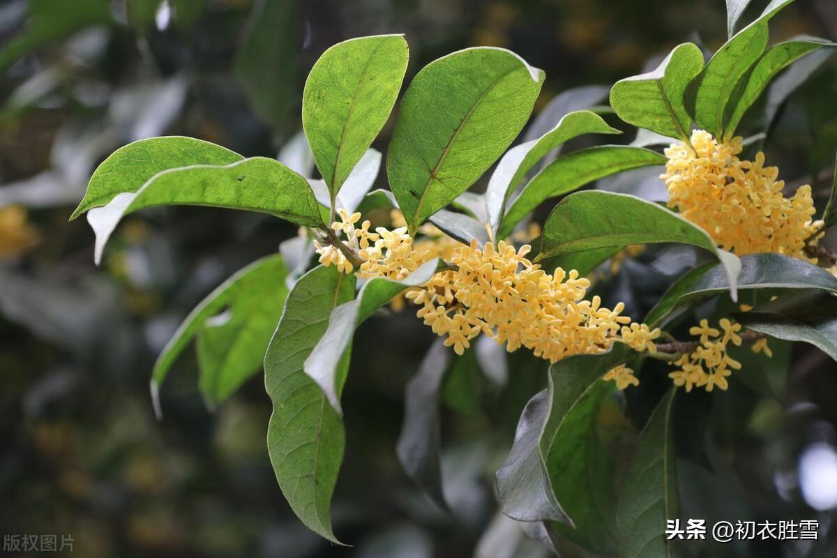 桂花诗词五首赏析（怕是秋天风露，染教世界都香）