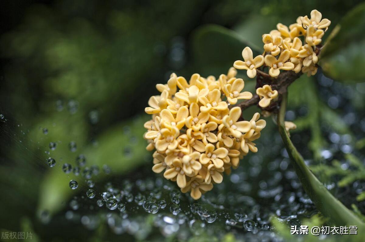 桂花诗词五首赏析（怕是秋天风露，染教世界都香）