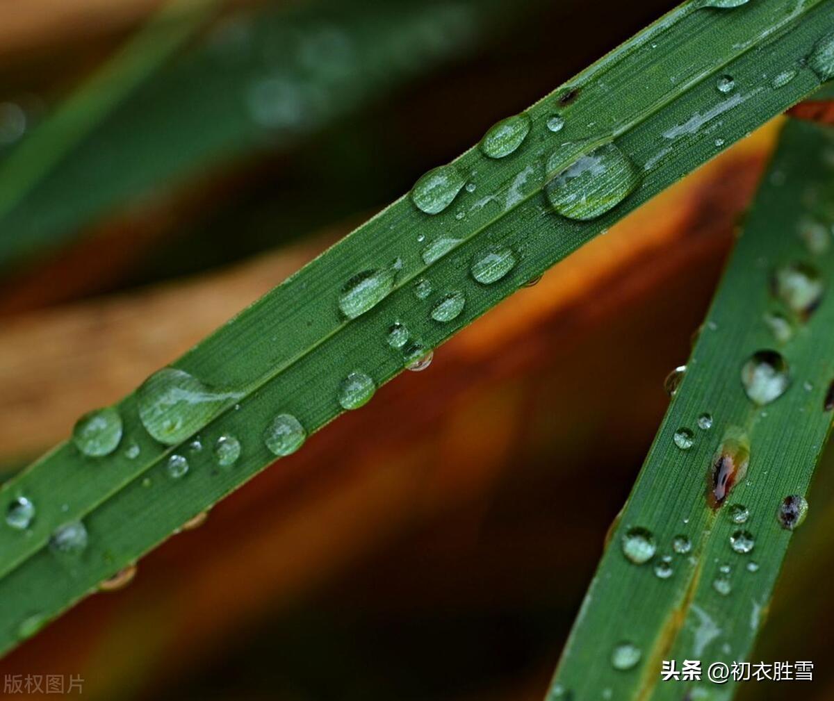 立秋诗词古句大全（立秋经典古诗五首）