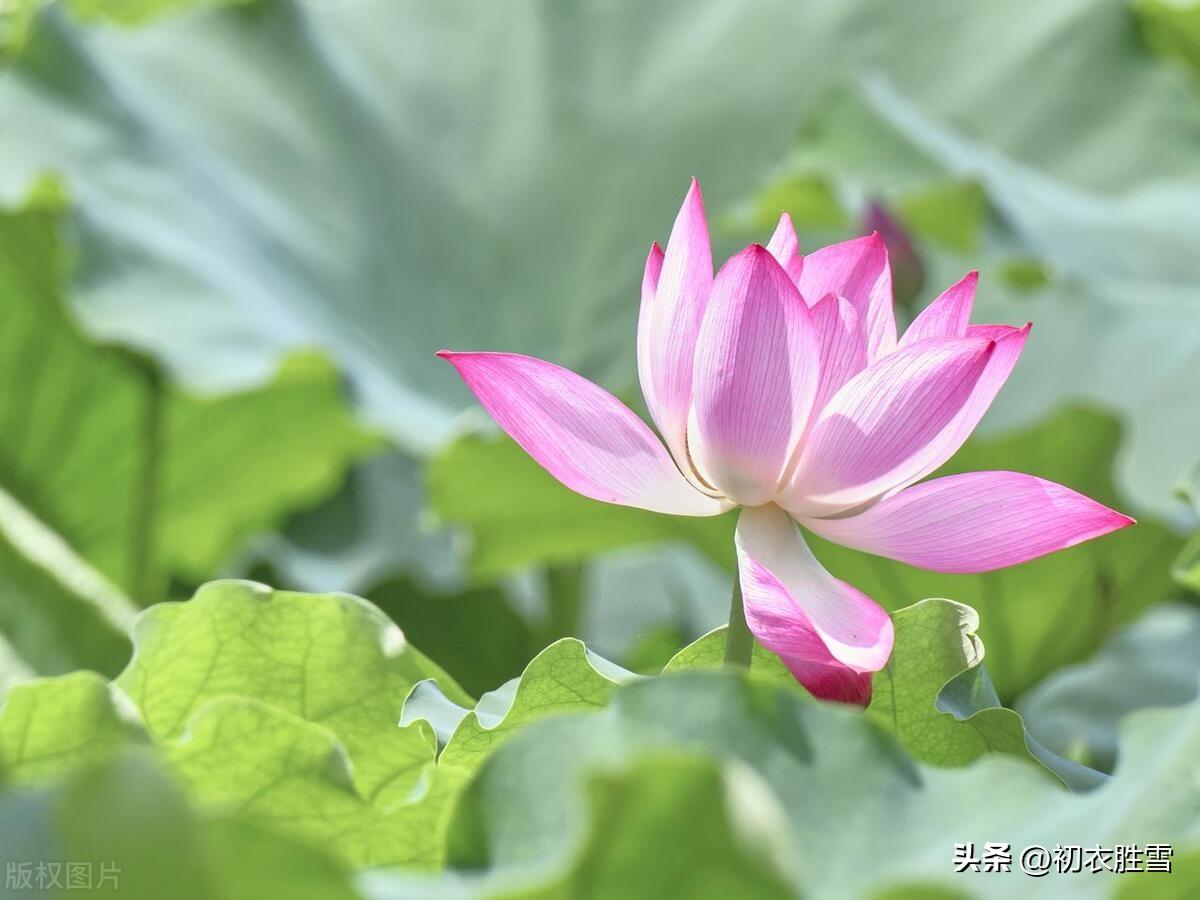 荷花唯美古诗六首（荷花生日，荷花盛日）