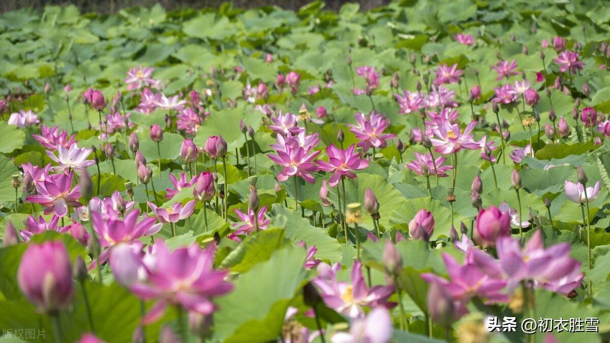 荷花唯美古诗六首（荷花生日，荷花盛日）