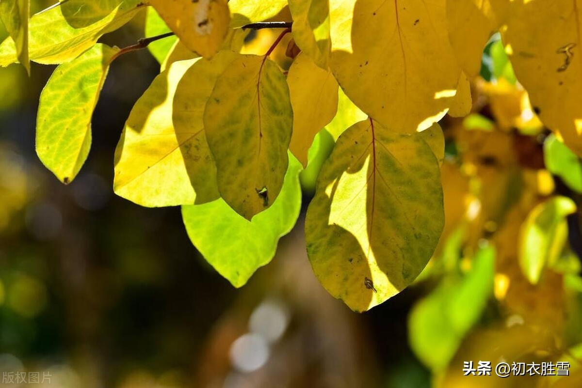 咏秋古诗词抒情精选（立秋节气古诗五首）