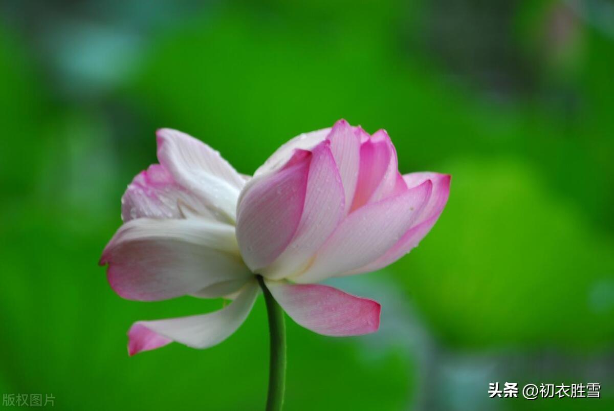 荷花爱情古诗词五首（所思在远道，相思寄采莲）