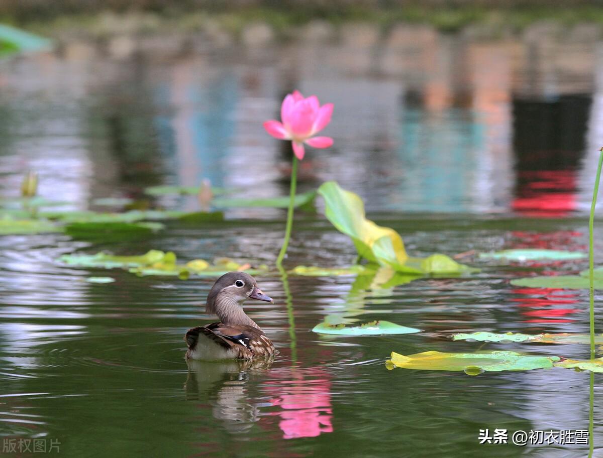 荷花意境经典诗词（芙蓉随风发，中有双鸳鸯）