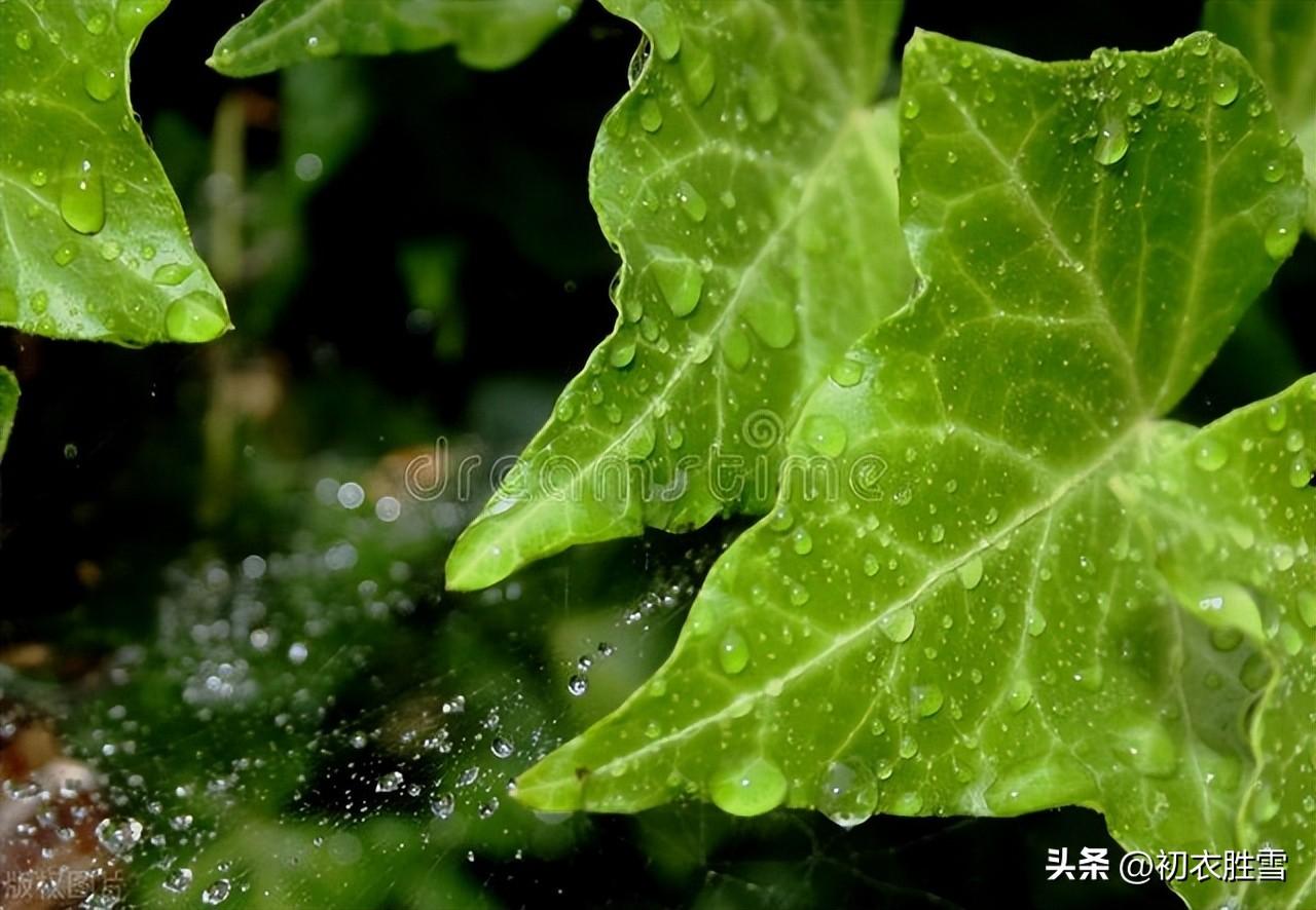 仲夏梅雨经典古诗五首（若无梅子雨，焉得稻花风）