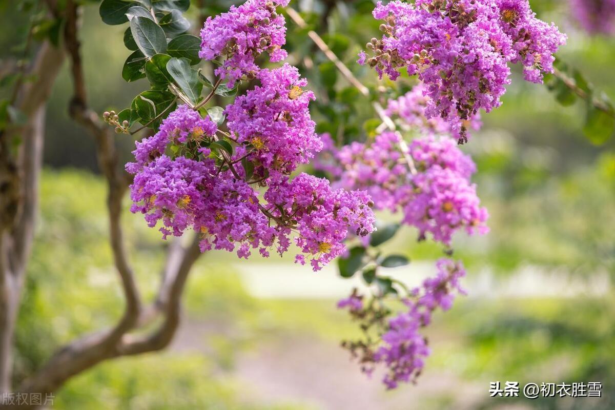 夏花紫薇古诗六首鉴赏（我非紫薇郎，爱种紫薇花）