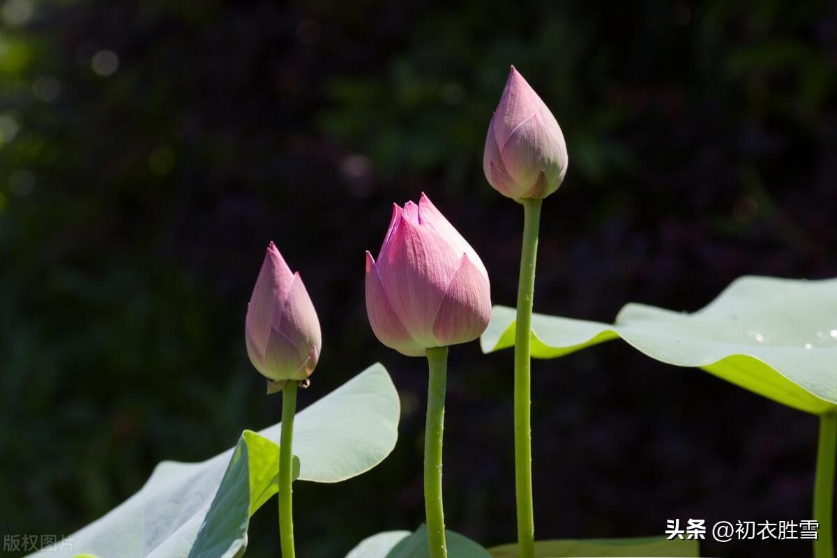 荷花相思经典诗词（荷花六首菡萏诗词古句）