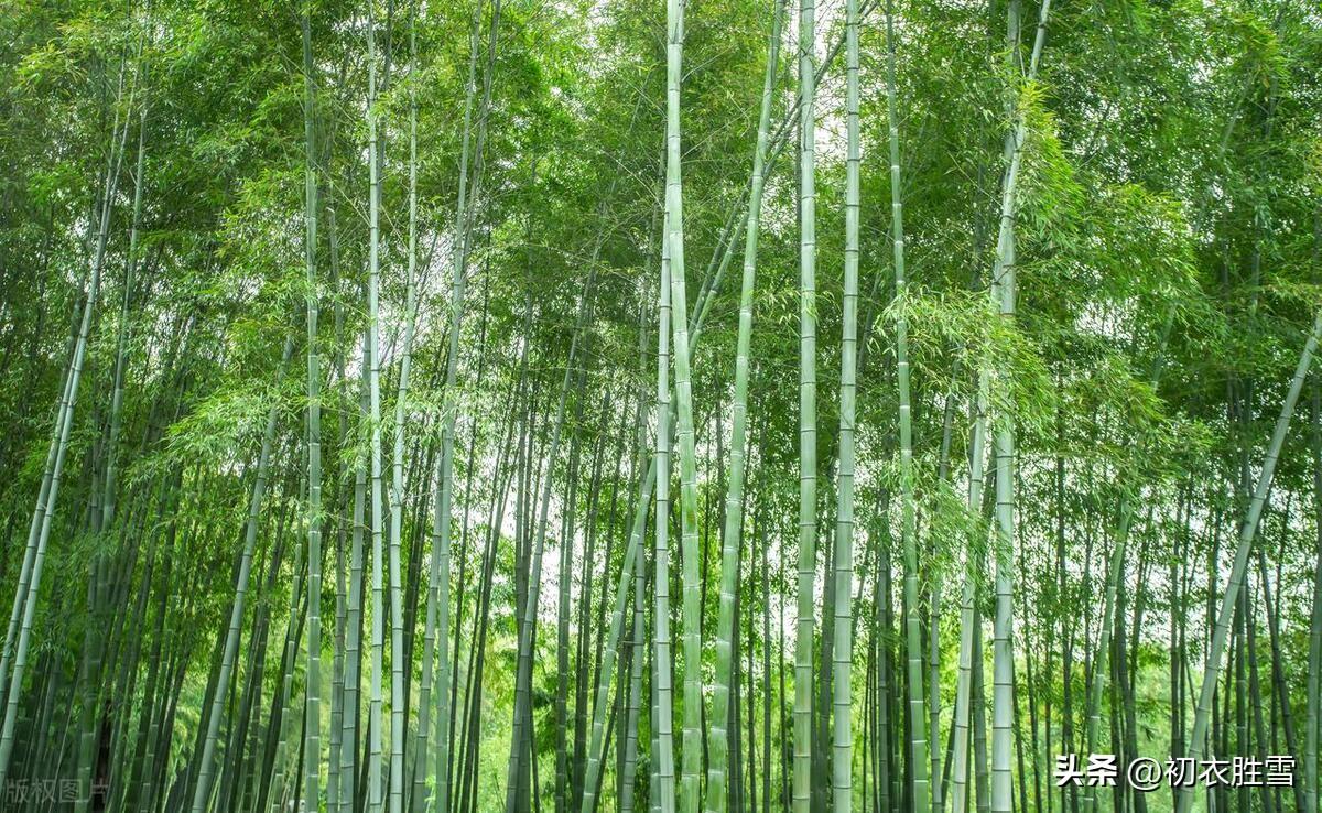 夏竹绝句诗词五首（气吹朱夏转，森风十万竿）