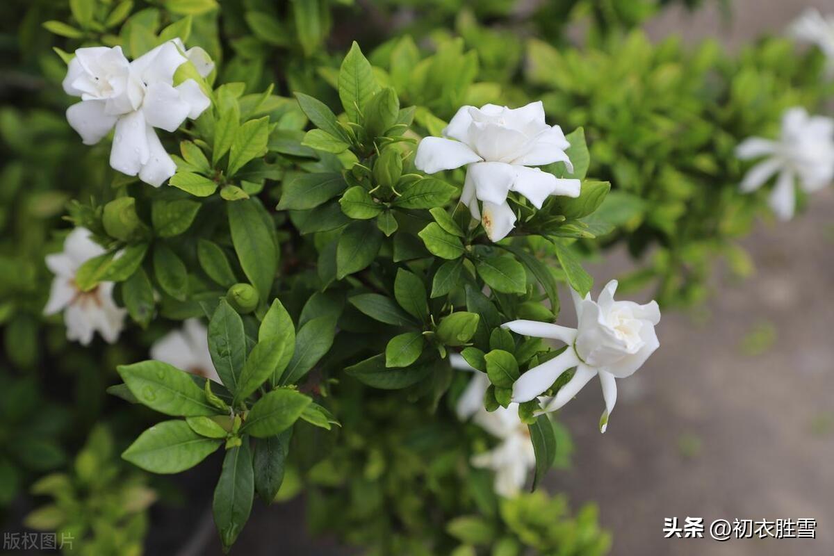 栀子经典诗词大全（栀子交加香蓼繁，停辛伫苦留待君）