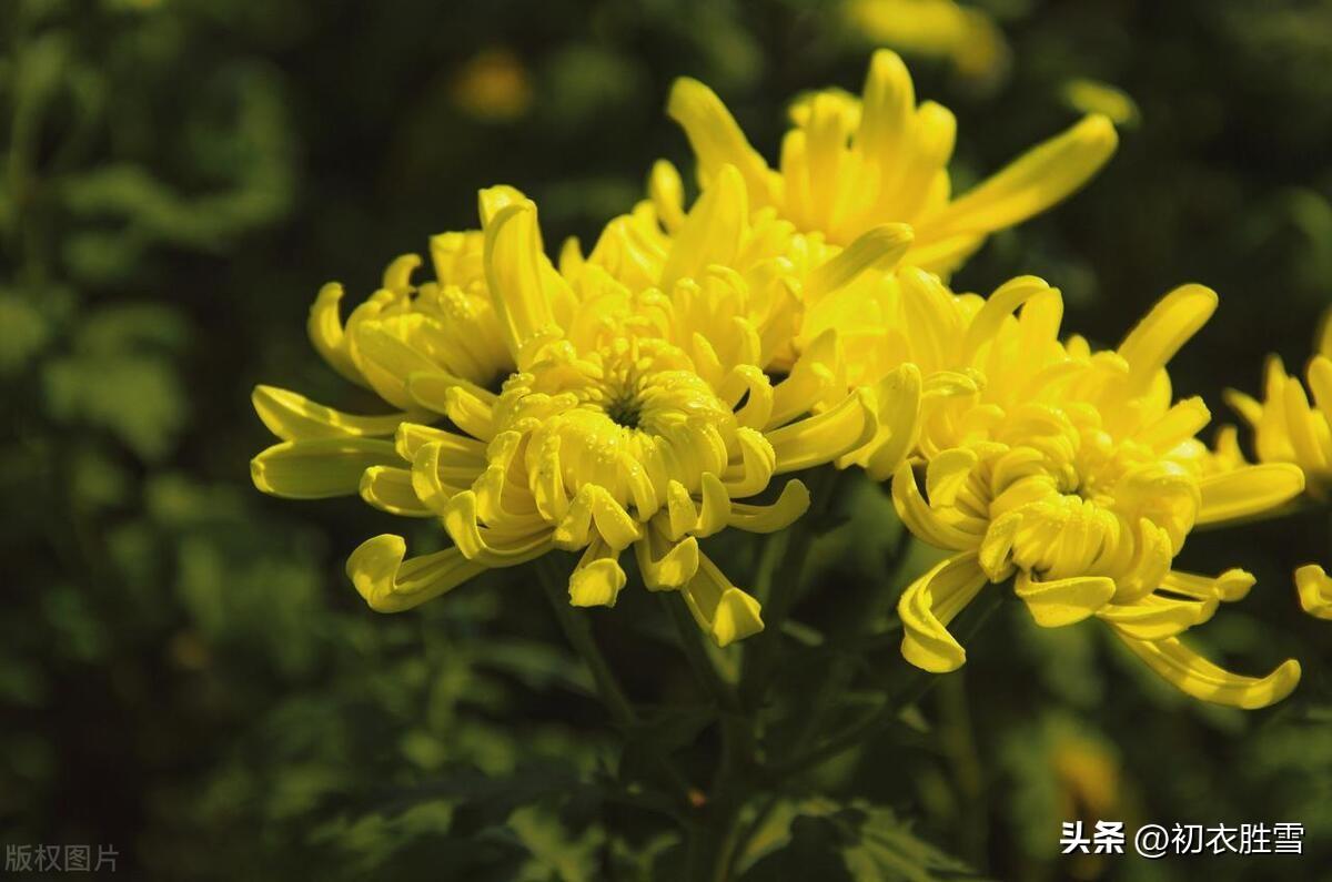 菊花时光经典诗词（金钱带露粲云光，九夏开时分外香）