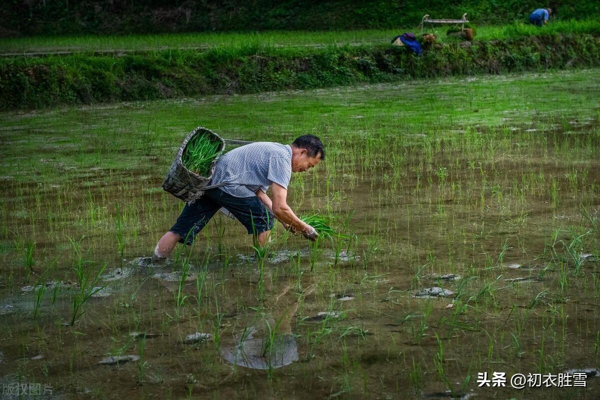 芒种夏日经典诗词（芒种时雨古诗三首赏读）