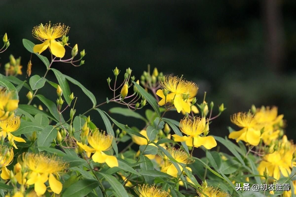 夏花金丝桃诗词六首鉴赏（最爱绿盘高捧出，五花齐灿五金灯）