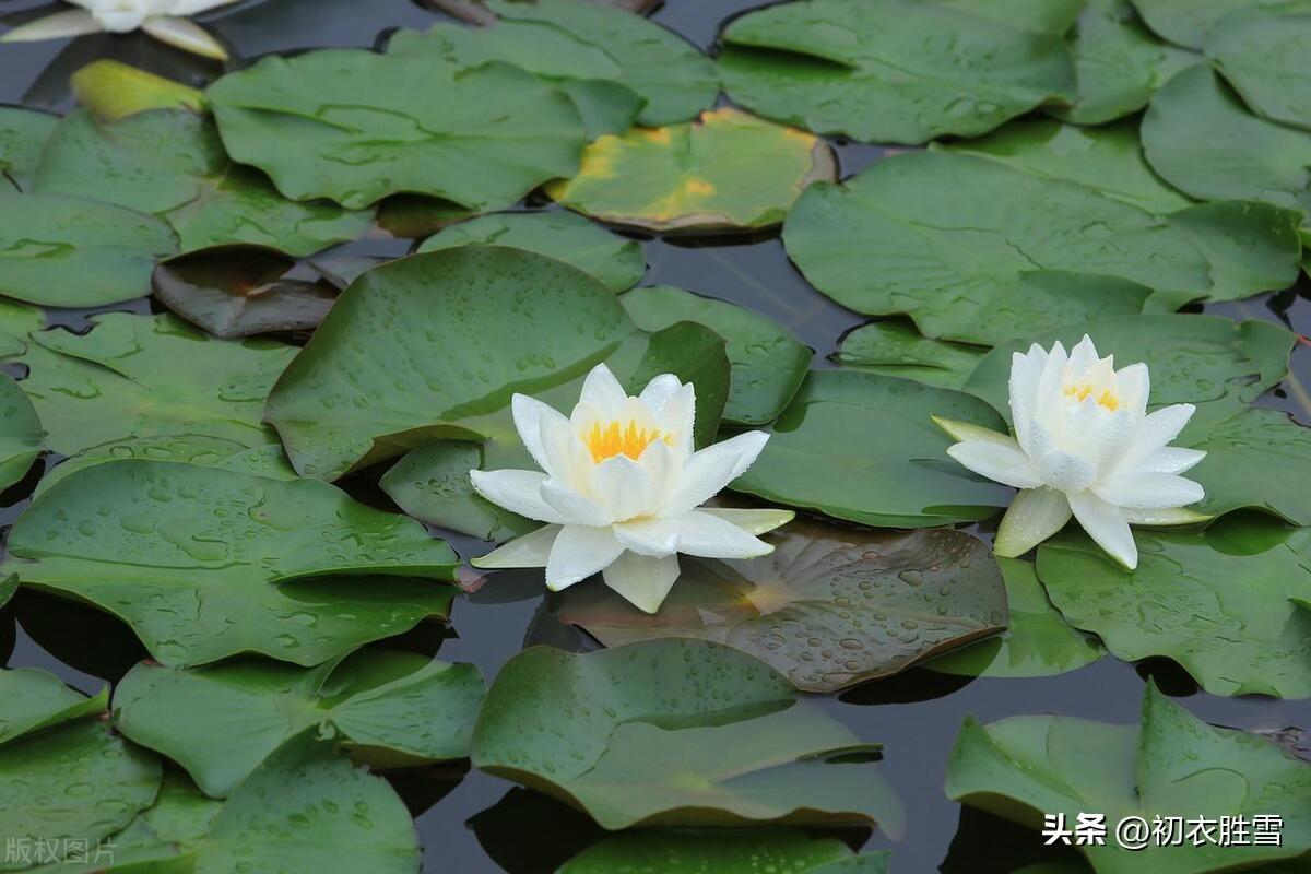 睡莲古诗四首鉴赏（此花不与凡花同，昼夜开合吹香风）