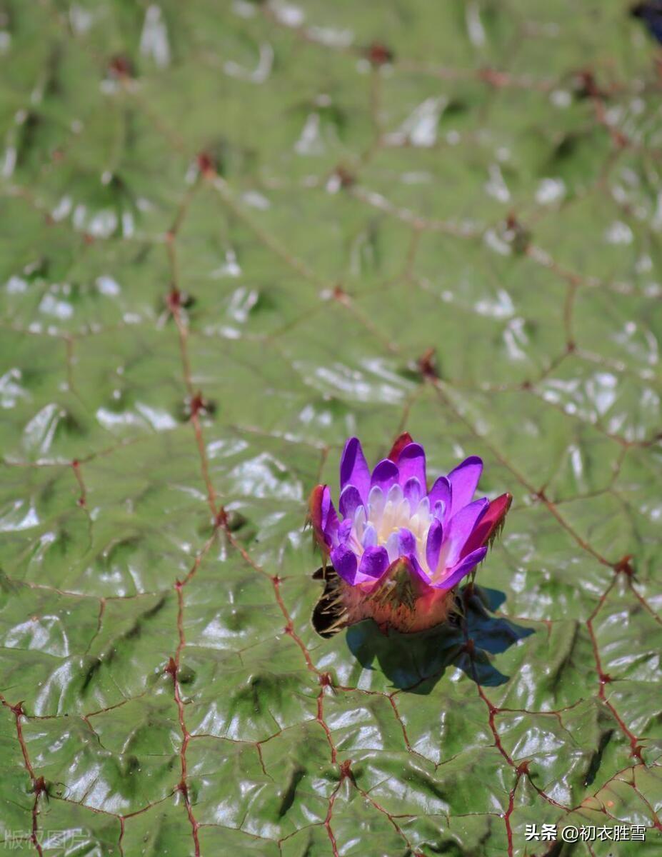 睡莲古诗四首鉴赏（此花不与凡花同，昼夜开合吹香风）