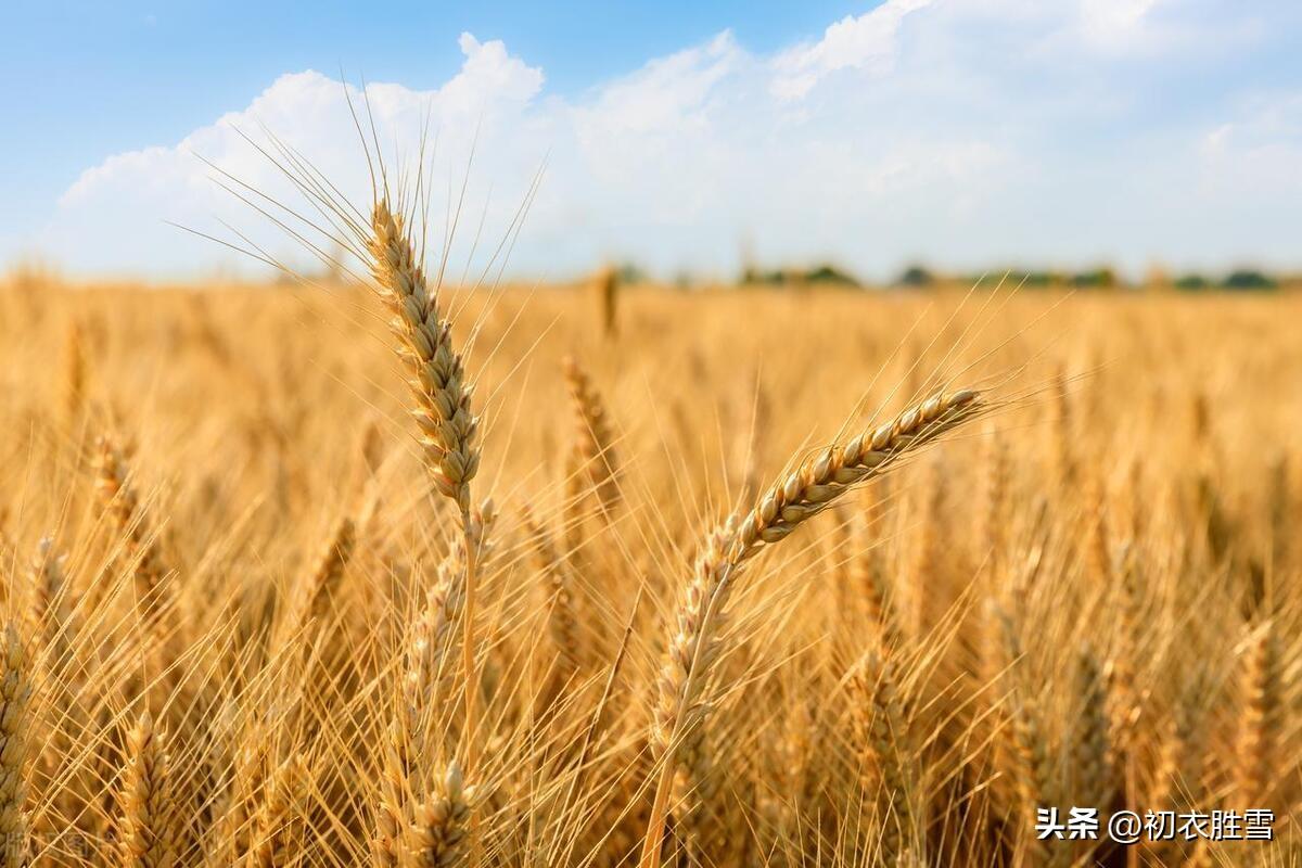 夏天麦秋古诗五首赏析（雨细方梅夏，风高已麦秋）