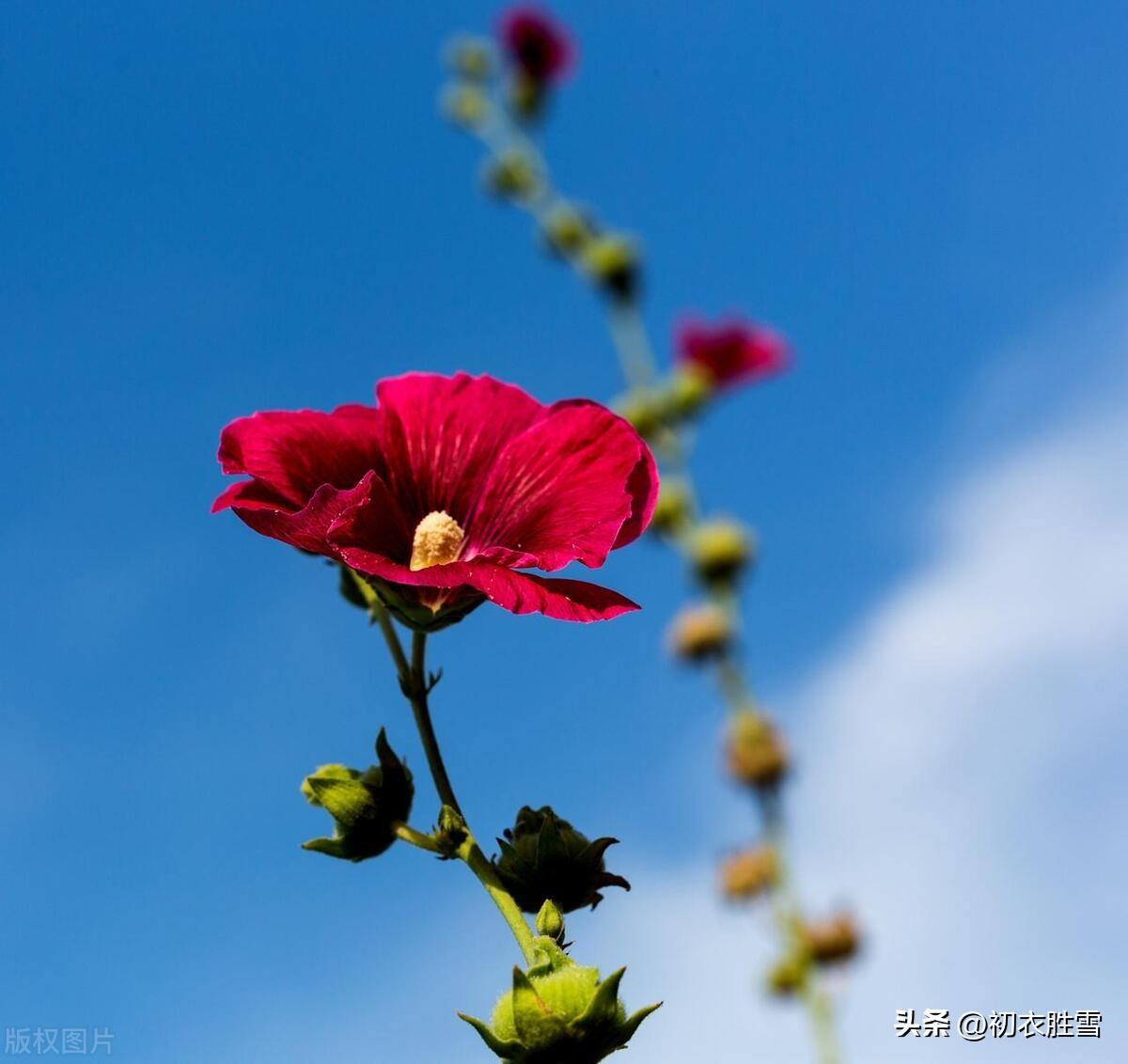 赞美夏天的经典诗词（夏日葵花经典古诗五首）