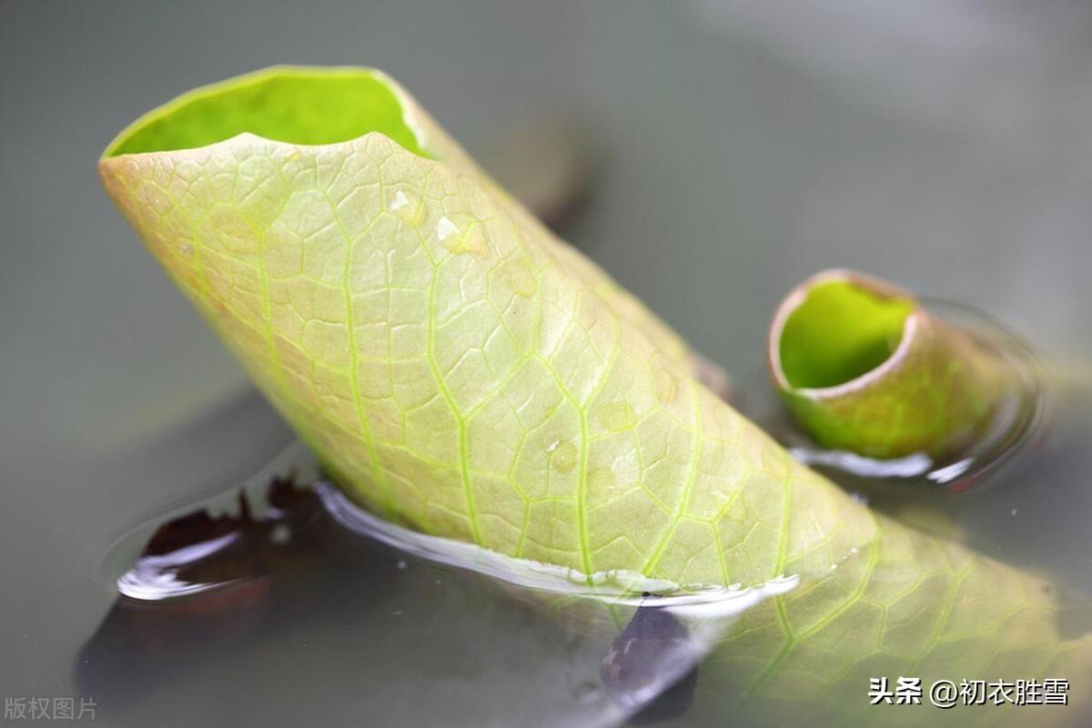 清新小荷叶唯美诗词五首（荷叶水上生，团团水中住）