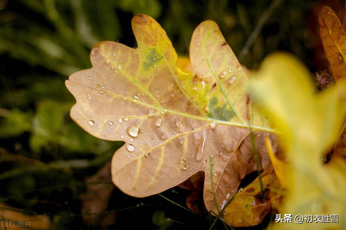 秋天诗词古句大全（秋分节气诗词五首）