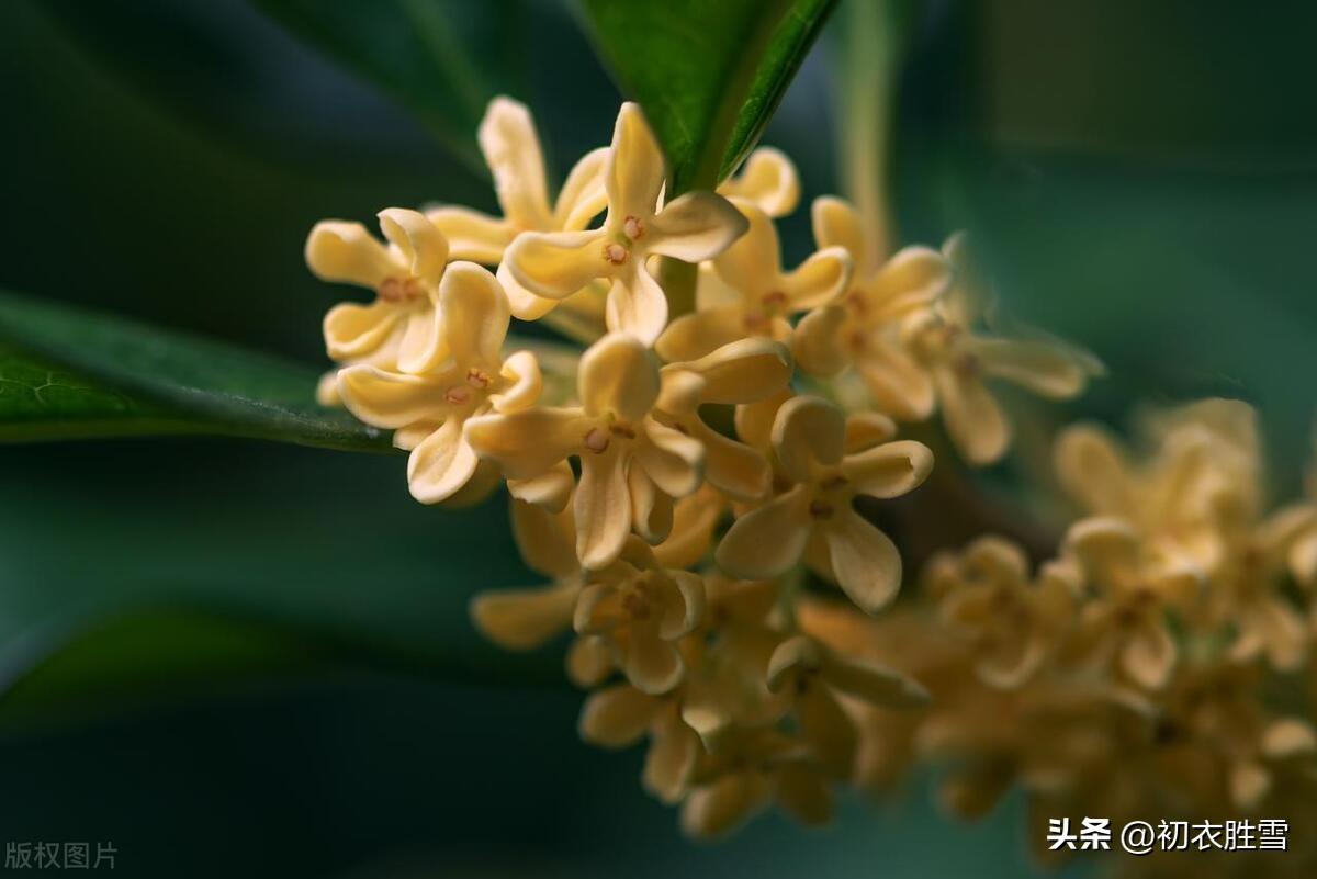 桂花花香诗词古句（十里飘天香，无人自芬芳）