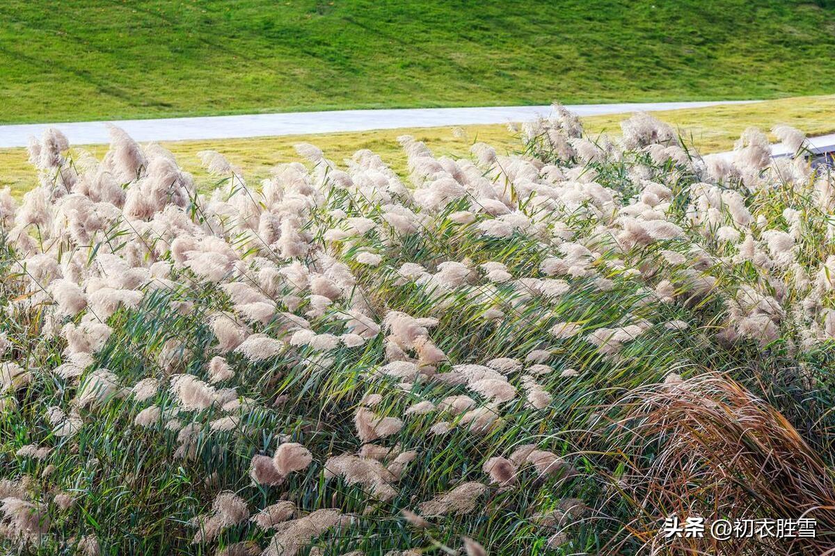 芦苇诗词古句有哪些（芦苇优美诗词五首）