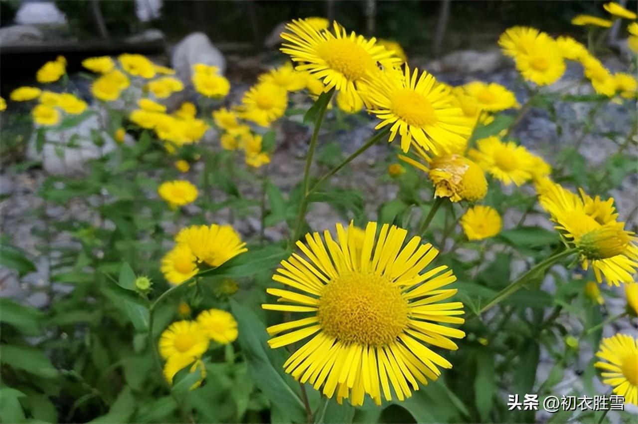 菊花诗词古句大全（菊花之金钱花古诗词五首）