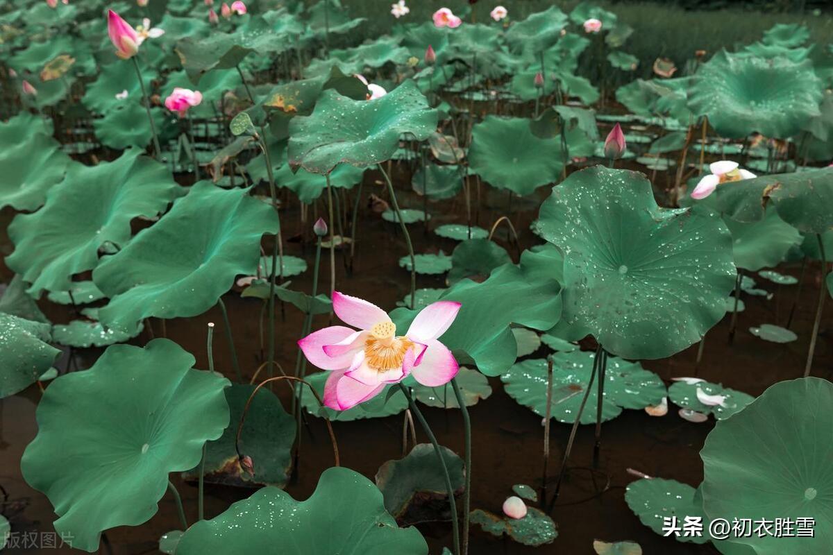 白居易白露节气诗词五首（秋荷病叶上，白露大如珠）