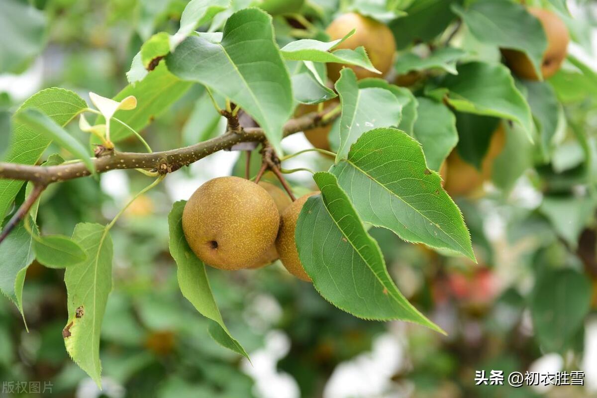 秋梨诗词七首鉴赏（餐冰咽雪食如饴，八月秋风采摘时）