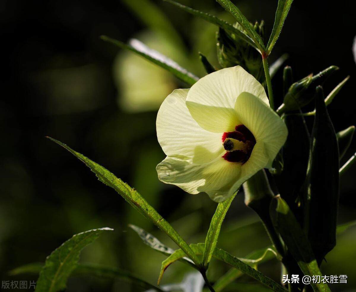 秋花黄葵六首古诗名句（轻葩淡淡染鹅黄，日日倾心向太阳）