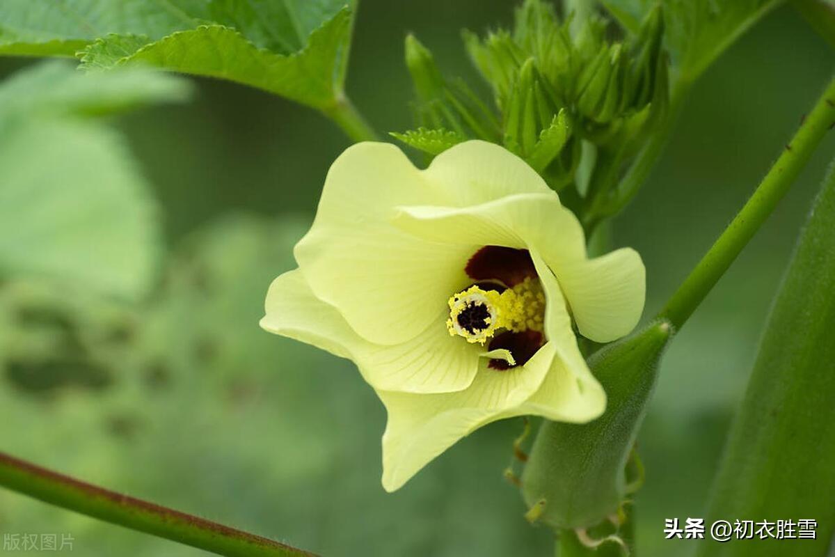 秋花黄葵六首古诗名句（轻葩淡淡染鹅黄，日日倾心向太阳）