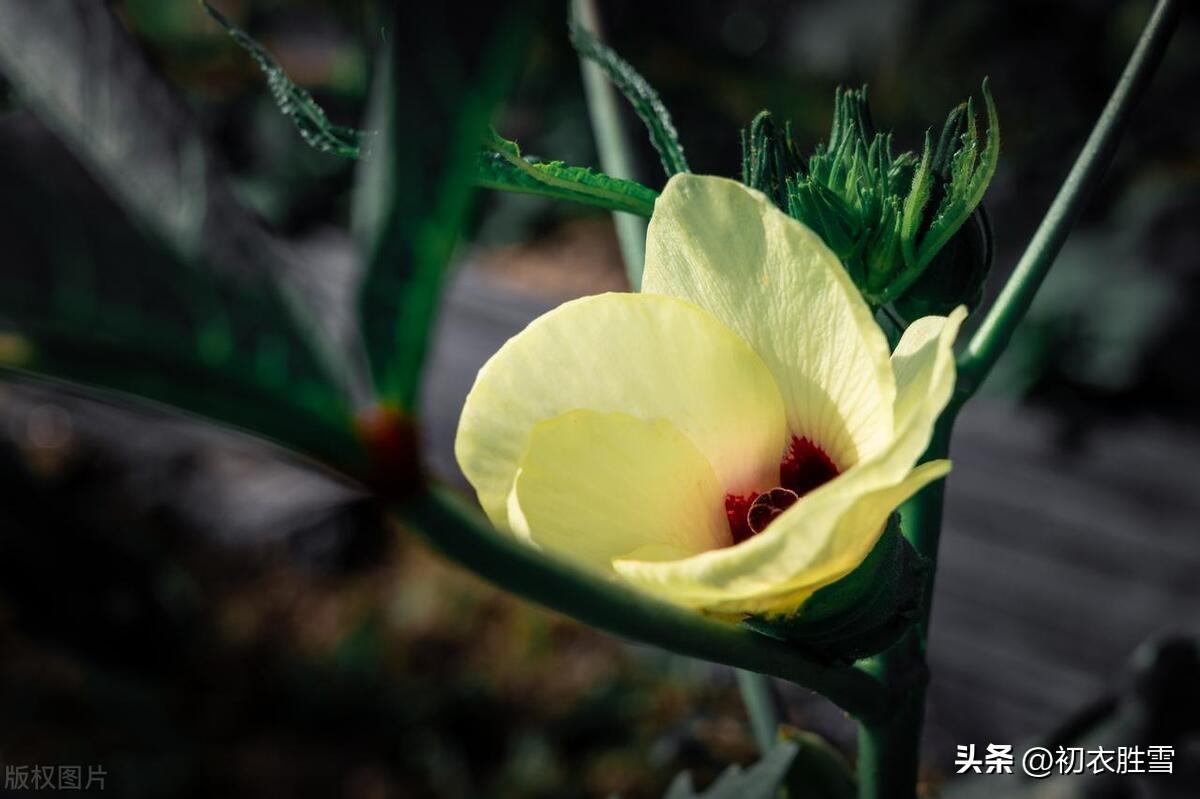 秋花黄葵六首古诗名句（轻葩淡淡染鹅黄，日日倾心向太阳）