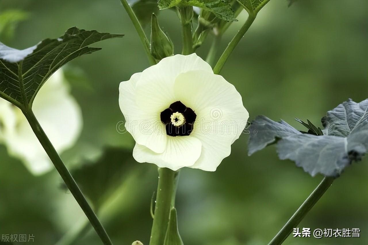 秋花黄葵六首古诗名句（轻葩淡淡染鹅黄，日日倾心向太阳）