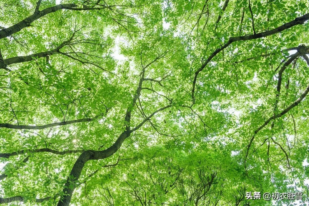 夏天经典诗词句（​初夏夏绿优美诗词五首）