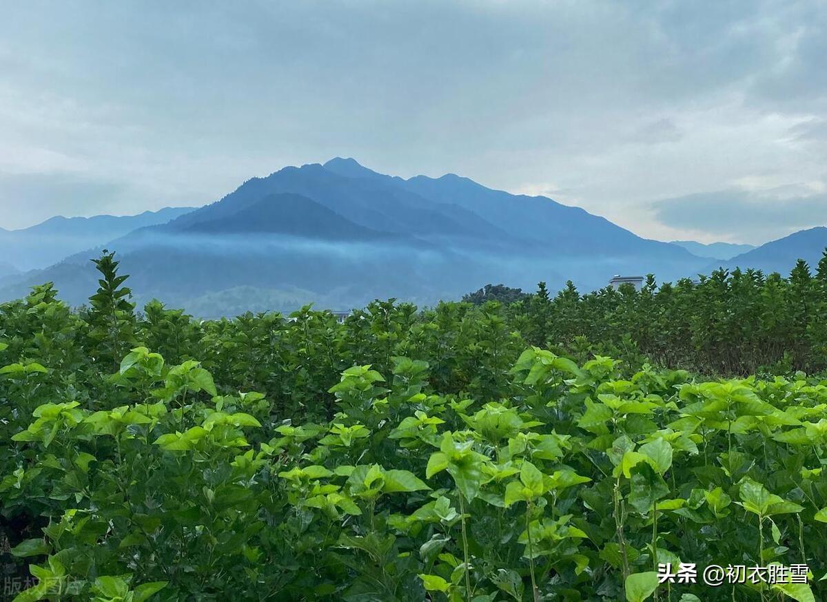 夏天经典诗词句（​初夏夏绿优美诗词五首）