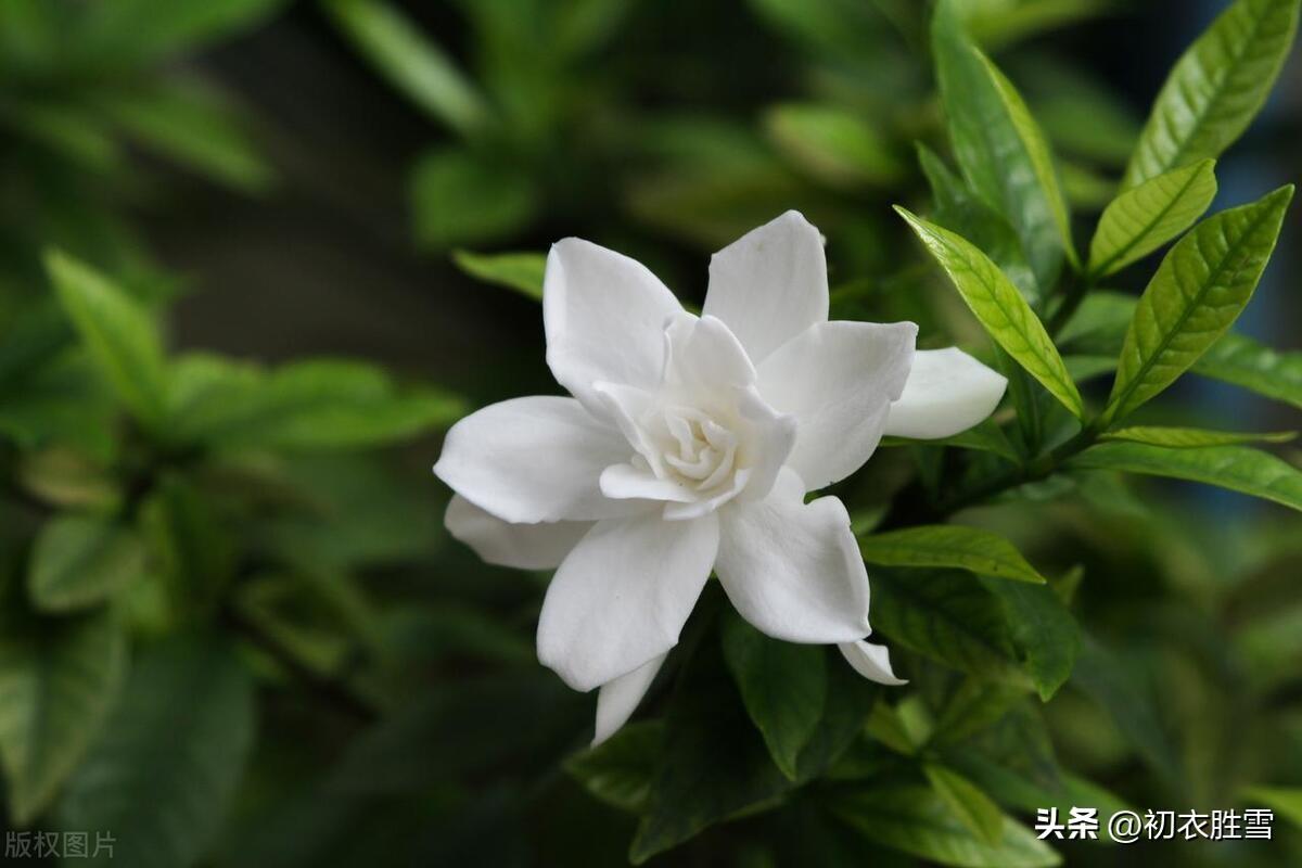 夏花栀子优美诗词六首（五月六花开白雪，栀子同心好赠人）